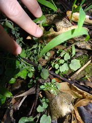 Cardamine flexuosa