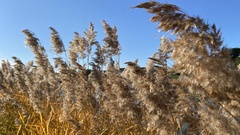 Phragmites australis