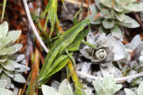 North Island grasshopper photo 3