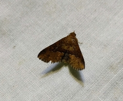 Diascia hayesi