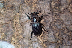 Nigidius sinicus