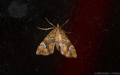 Musotima nitidalis