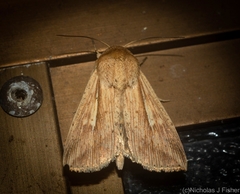 Mythimna decisissima