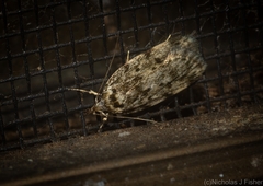 Barea nymphica