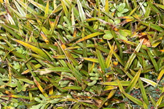 Astelia linearis