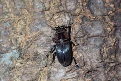 Nigidius sinicus