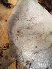 Thaxterogaster purpurascens