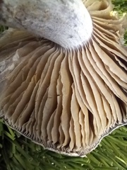 Thaxterogaster purpurascens