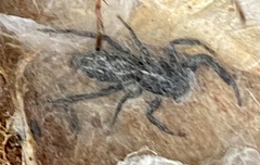Ocrisiona leucocomis