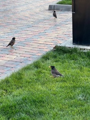 Acridotheres tristis