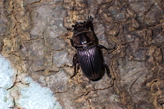 Nigidius sinicus