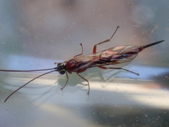 Tromatobia lineatoria