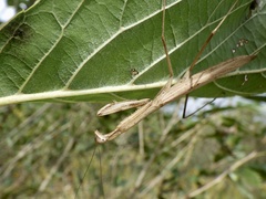 Statilia maculata maculata