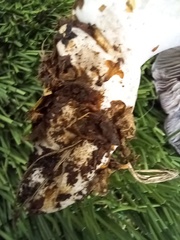 Thaxterogaster purpurascens