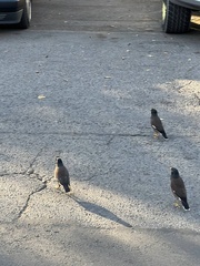 Acridotheres tristis