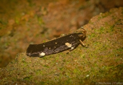 Macrobathra alternatella