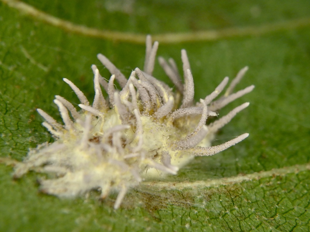 Gibellula aranearum