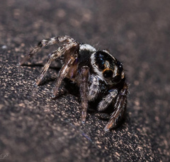 Salticidae