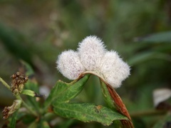 Rhopalomyia cinerarius