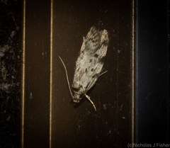 Barea nymphica