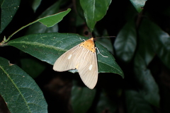 Asota plaginota