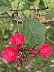 Jatropha integerrima