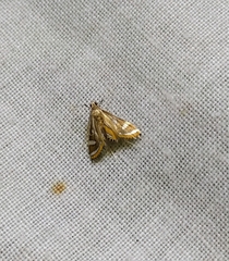 Strepsinoma croesusalis