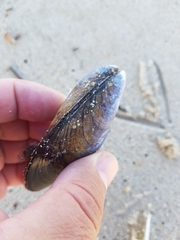 Mytilus edulis