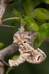 Inguromorpha arcifera