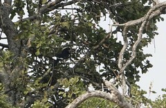 Bycanistes bucinator