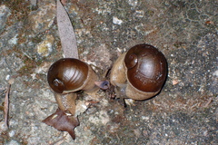 Megaustenia imperator