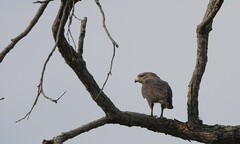 Circaetus cinerascens