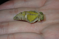 Papilionidae