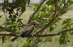 Lophoceros alboterminatus