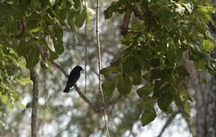 Melaenornis pammelaina