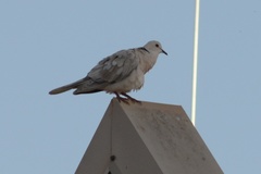 Streptopelia roseogrisea
