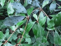 Englerophytum natalense