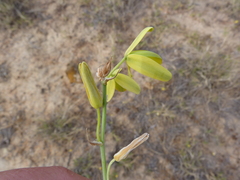 Albuca clanwilliamae-gloria