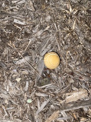 Agrocybe putaminum