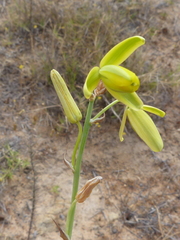 Albuca clanwilliamae-gloria