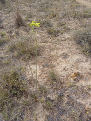 Albuca clanwilliamae-gloria