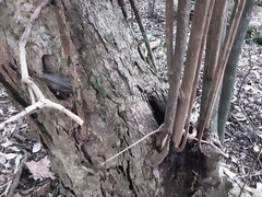 Margaritaria discoidea