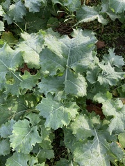 Brassica oleracea