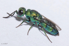 Trichrysis