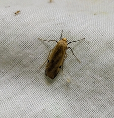 Macotasa nubeculoides