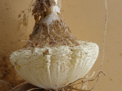 Albuca clanwilliamae-gloria