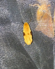 Macotasa nubeculoides