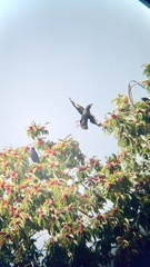 Acridotheres cristatellus