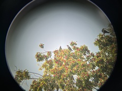 Acridotheres cristatellus