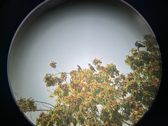 Acridotheres cristatellus